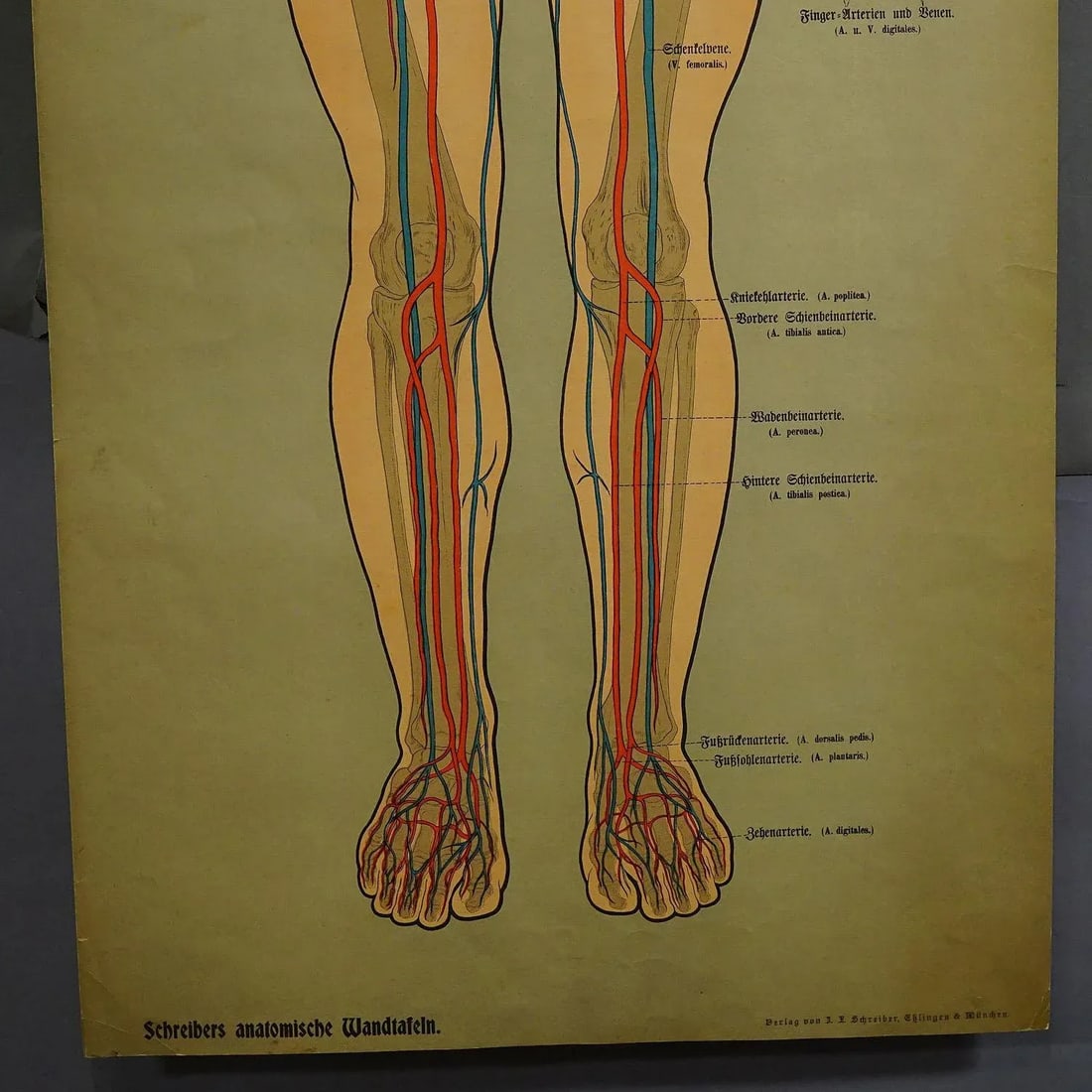 Anatomical Wall Chart Depicting the Human Lymphatic and Blood Vessels - 4
