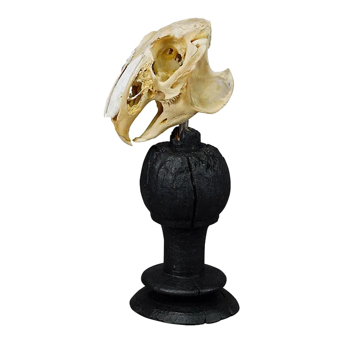 Antique Real Skull of a Rabbit, Germany Ca. 1900s: Antique Real Skull of a Rabbit, Germany ca. 1900s An antique taxidermied skull of the rabbit (Oryctolagus cuniculus) mounted on an ebonized wooden turned base. Derived from the biological collection