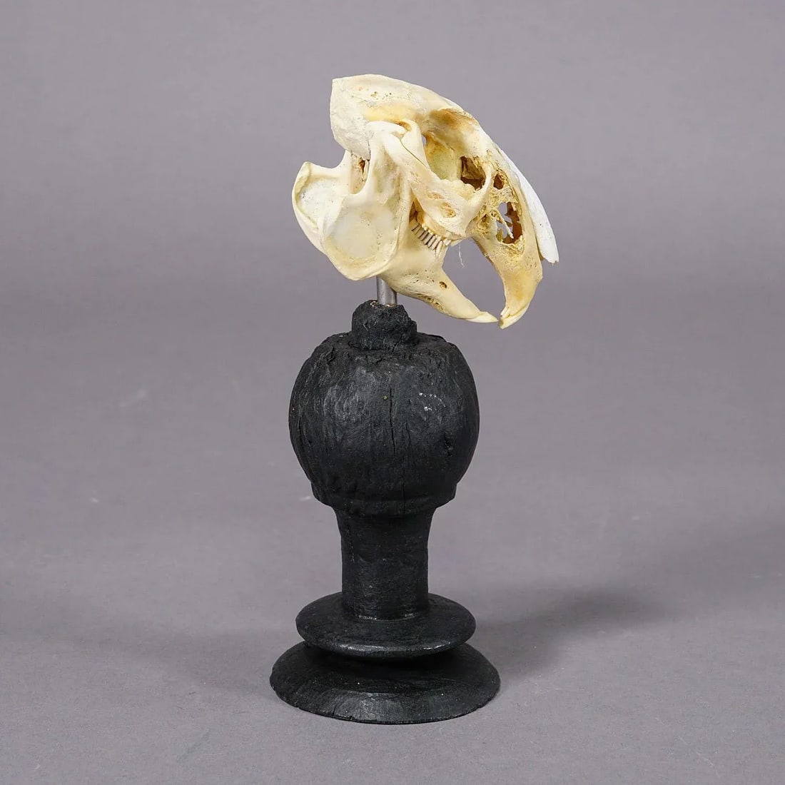 Antique Real Skull of a Rabbit, Germany Ca. 1900s - 2