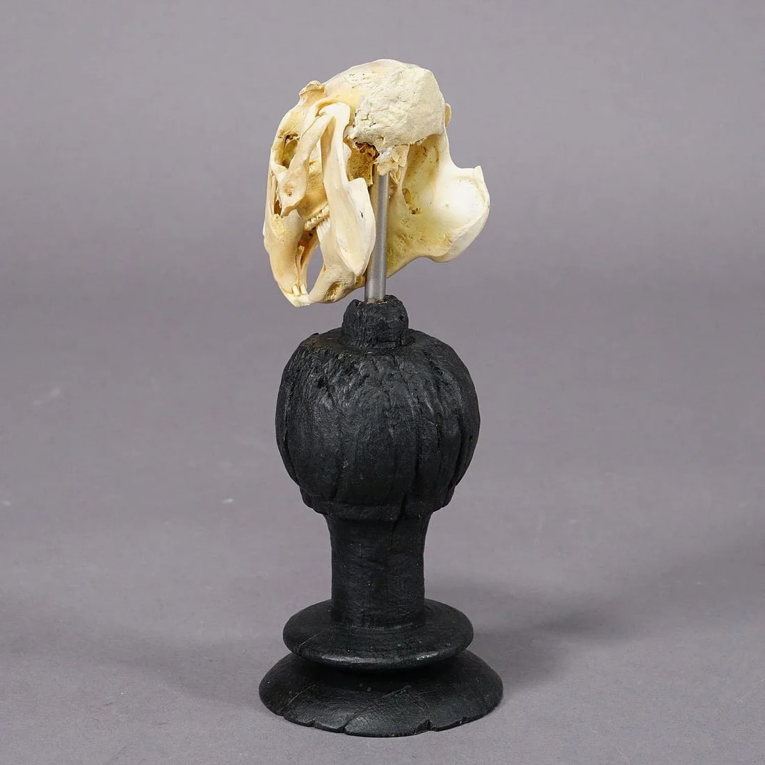 Antique Real Skull of a Rabbit, Germany Ca. 1900s - 3