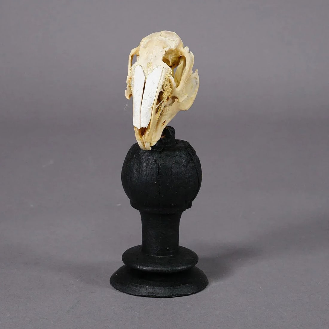 Antique Real Skull of a Rabbit, Germany Ca. 1900s - 5