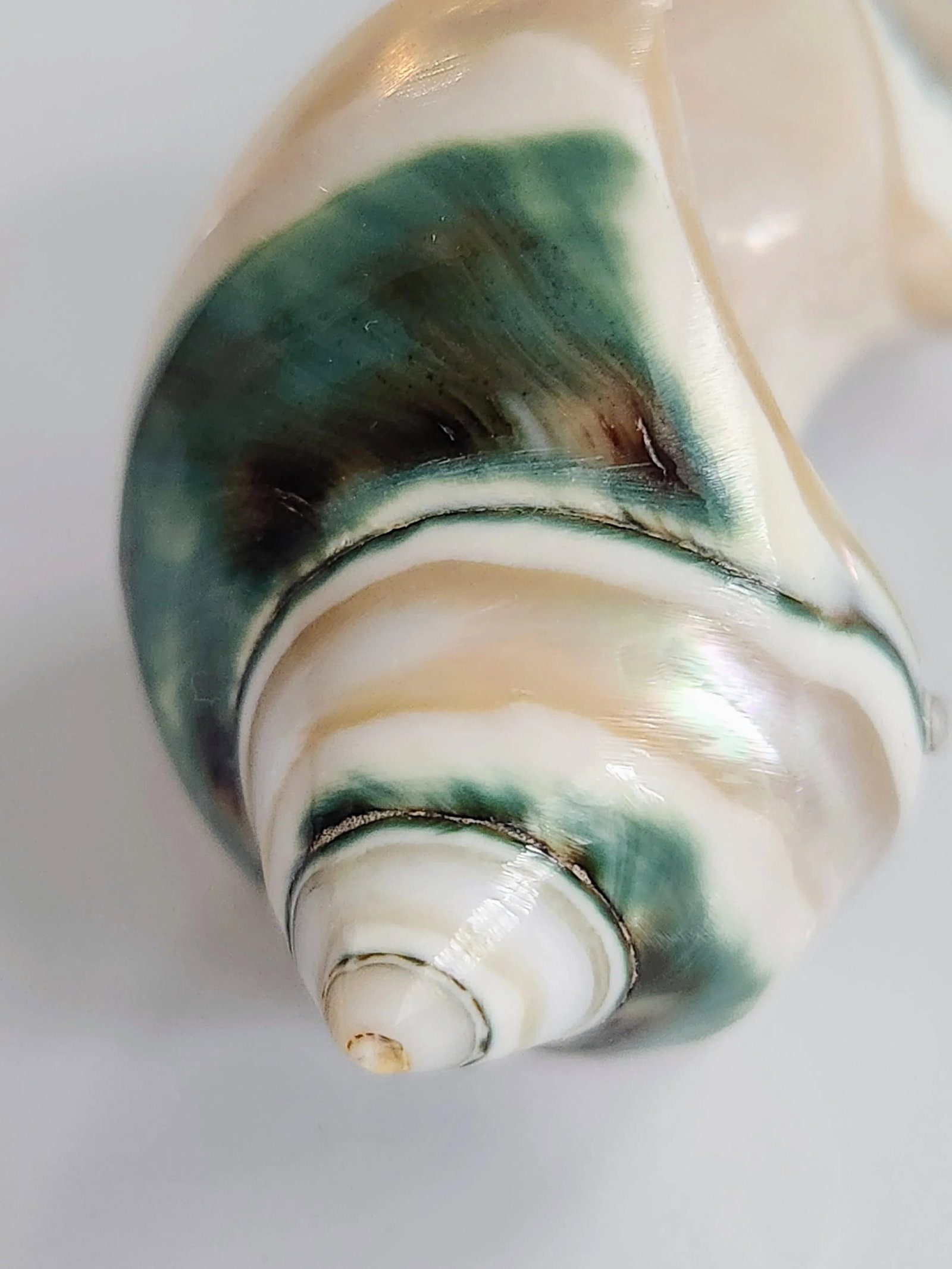 1970s Mother-Of-Pearl Organic Sculptural Sea Shell Serving Spoon - 4