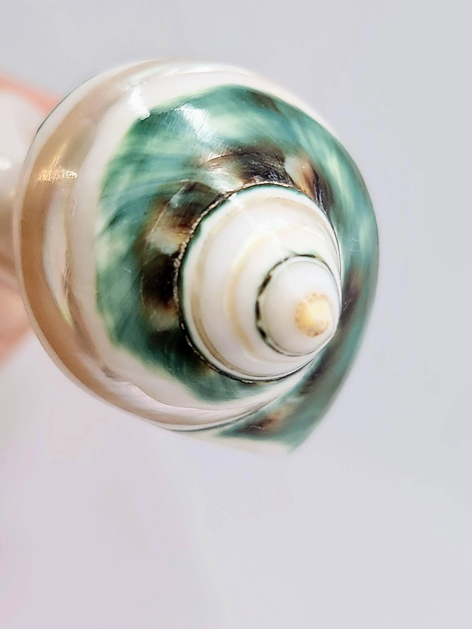 1970s Mother-Of-Pearl Organic Sculptural Sea Shell Serving Spoon - 6
