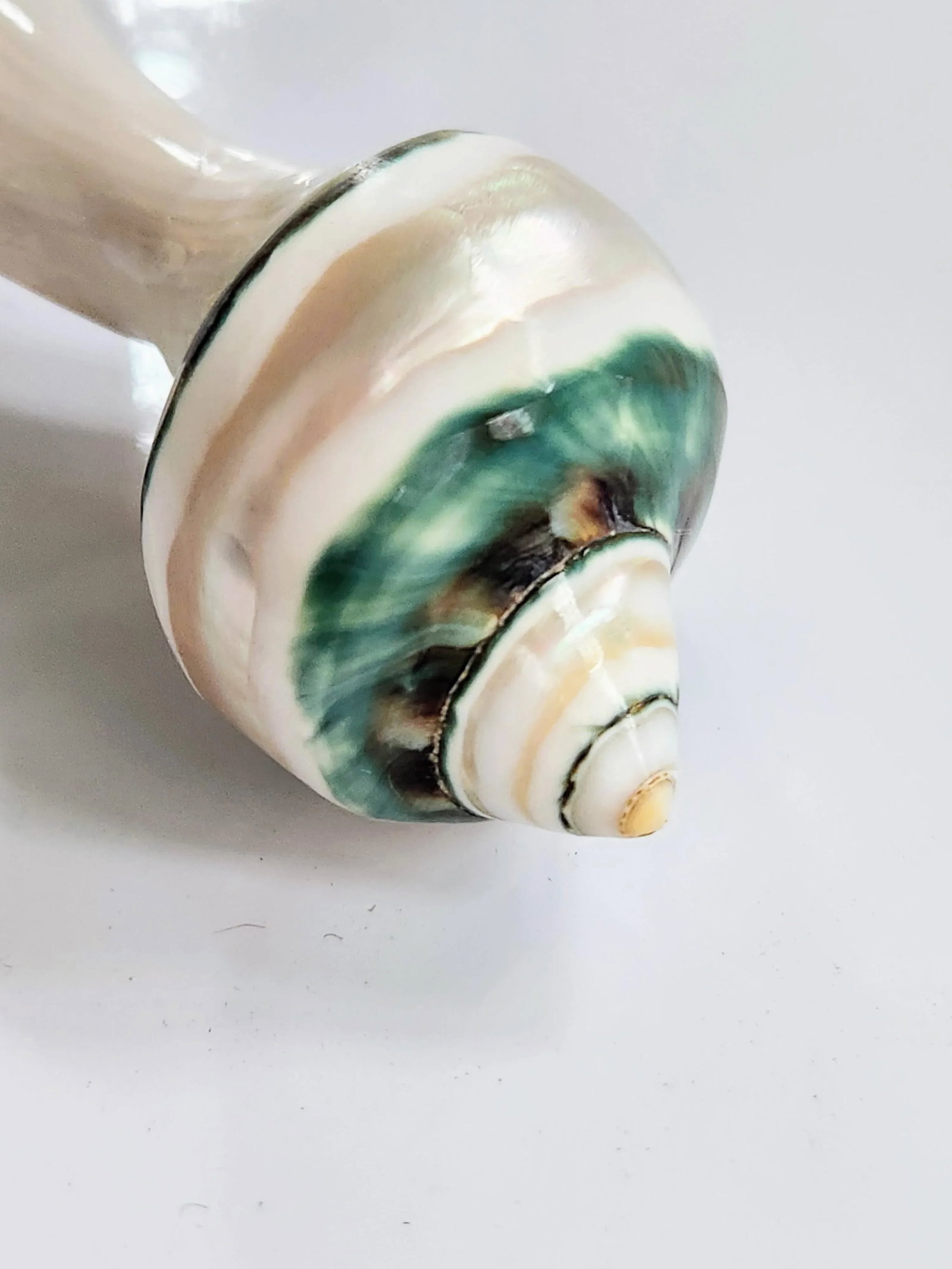 1970s Mother-Of-Pearl Organic Sculptural Sea Shell Serving Spoon - 7