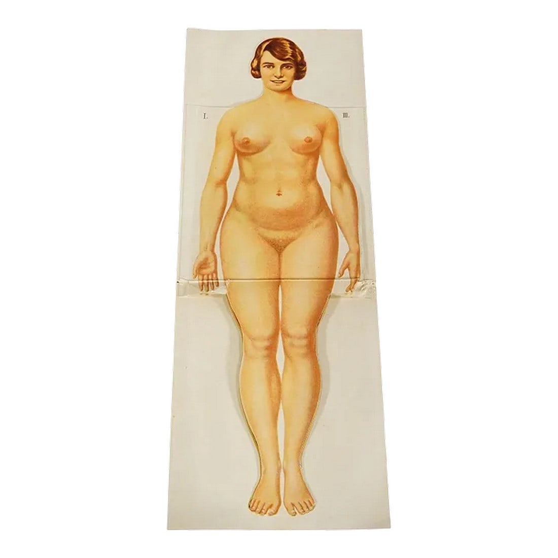 Antique Foldable Anatomical Brochure Depicting Female Anatomy: Antique Foldable Anatomical Brochure Depicting Female Anatomy A rare 19ct anatomical brochure illustrating the female human anatomy. Very detailed multicoloured depiction of human organs like lung,