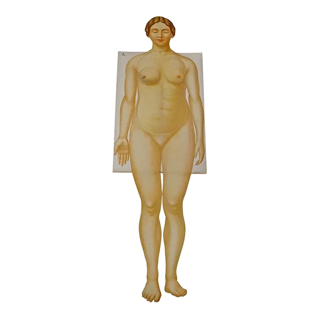 Foldable Anatomical Brochure Depicting Female Anatomy Ca. 1900s: Foldable Anatomical Brochure Depicting Female Anatomy ca. 1900s A rare 19ct anatomical brochure illustrating the female human anatomy. Very detailed multicoloured depiction of human organs like lung, 