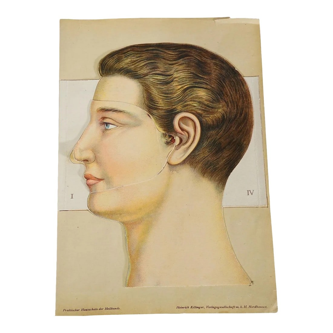 1900s Foldable Anatomical Brochure Depicting the Human Head: 1900s Foldable Anatomical Brochure Depicting the Human Head A rare brochure illustrating the anatomy of the human head. Very detailed multicoloured depiction of several layers of the head. By folding