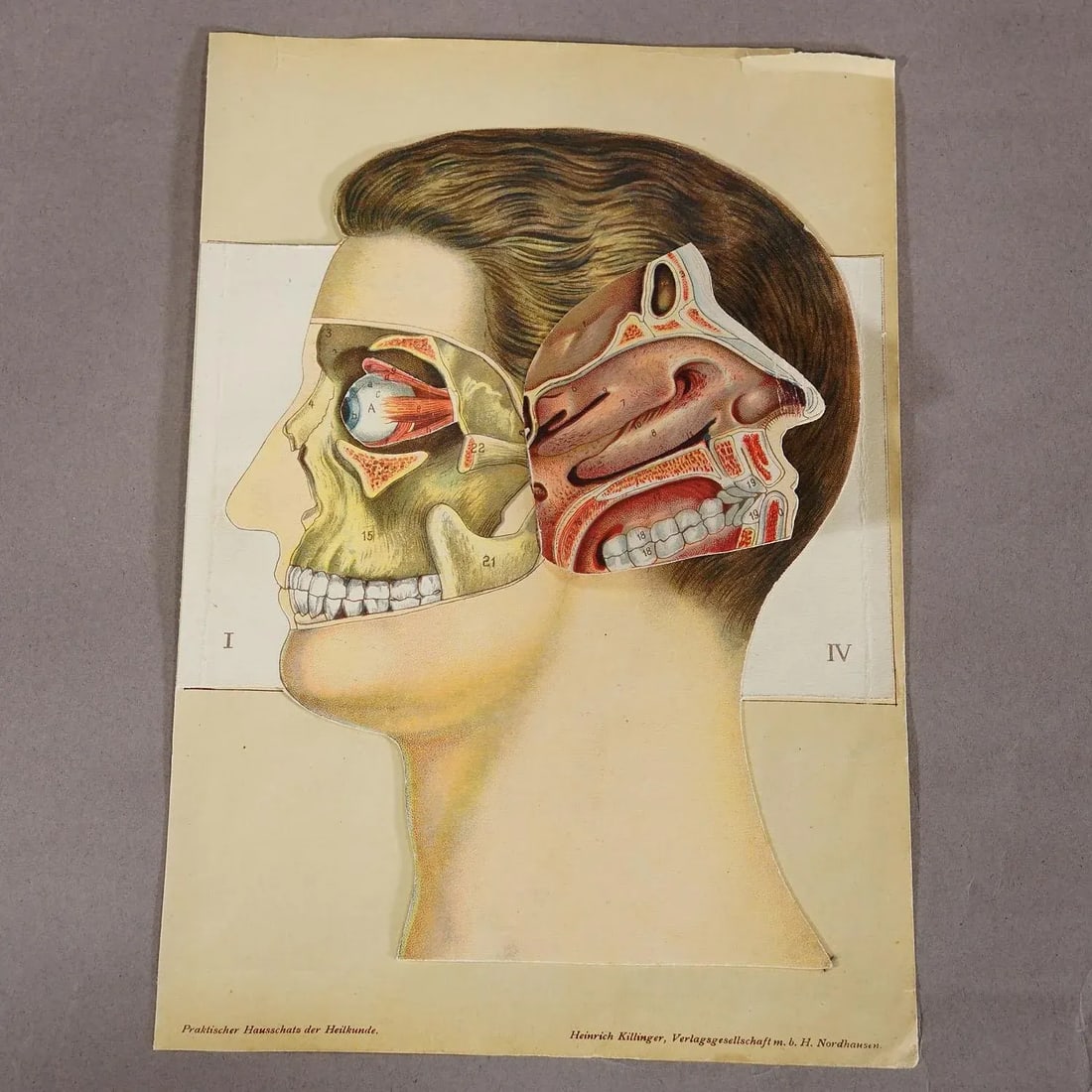 1900s Foldable Anatomical Brochure Depicting the Human Head - 2
