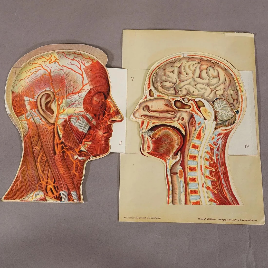 1900s Foldable Anatomical Brochure Depicting the Human Head - 3