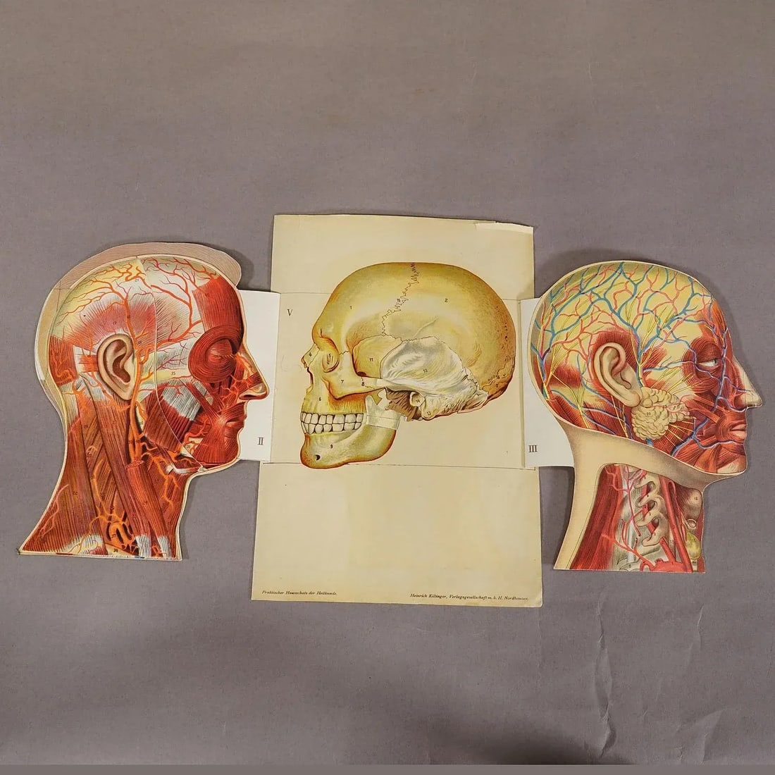 1900s Foldable Anatomical Brochure Depicting the Human Head - 4