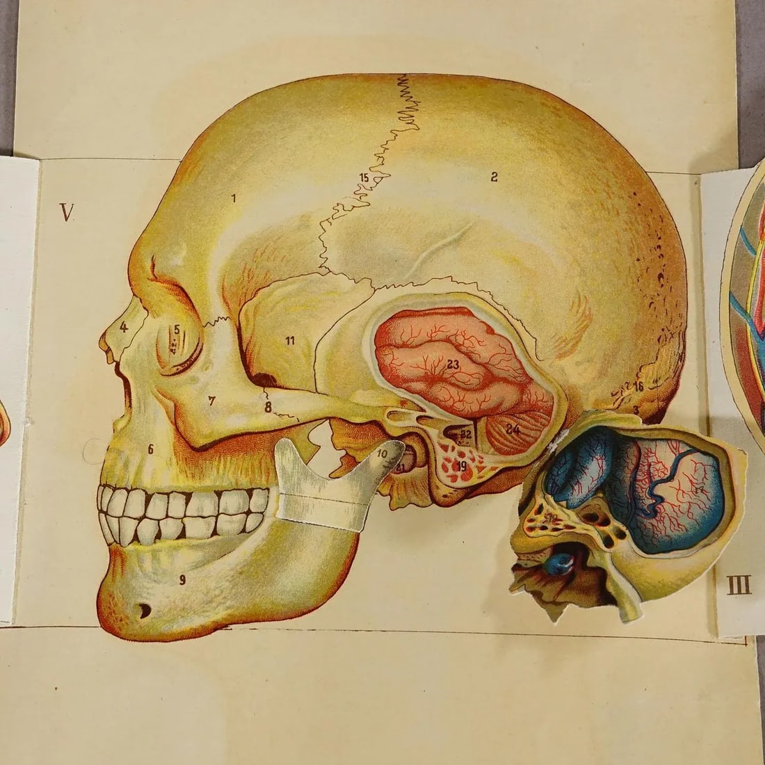 1900s Foldable Anatomical Brochure Depicting the Human Head - 5