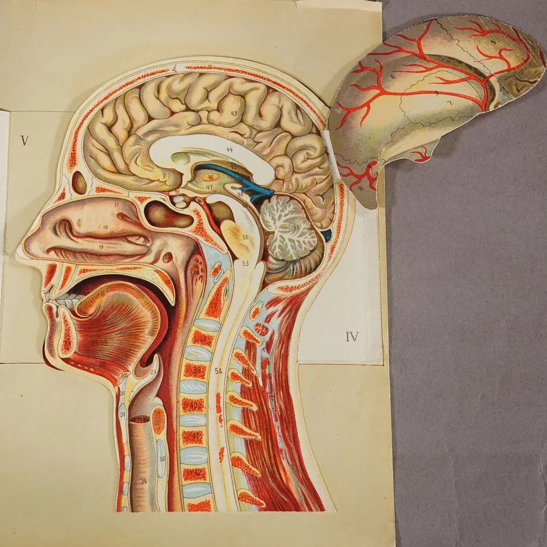 1900s Foldable Anatomical Brochure Depicting the Human Head - 6