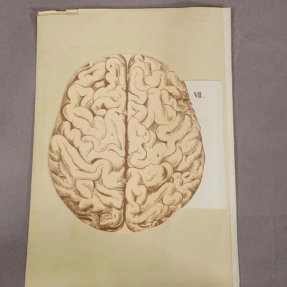 1900s Foldable Anatomical Brochure Depicting the Human Head - 7