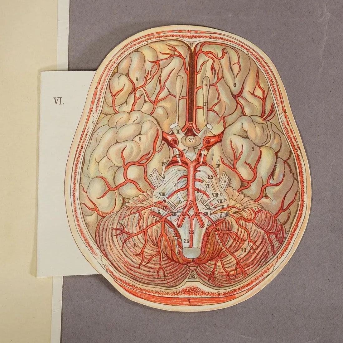 1900s Foldable Anatomical Brochure Depicting the Human Head - 8