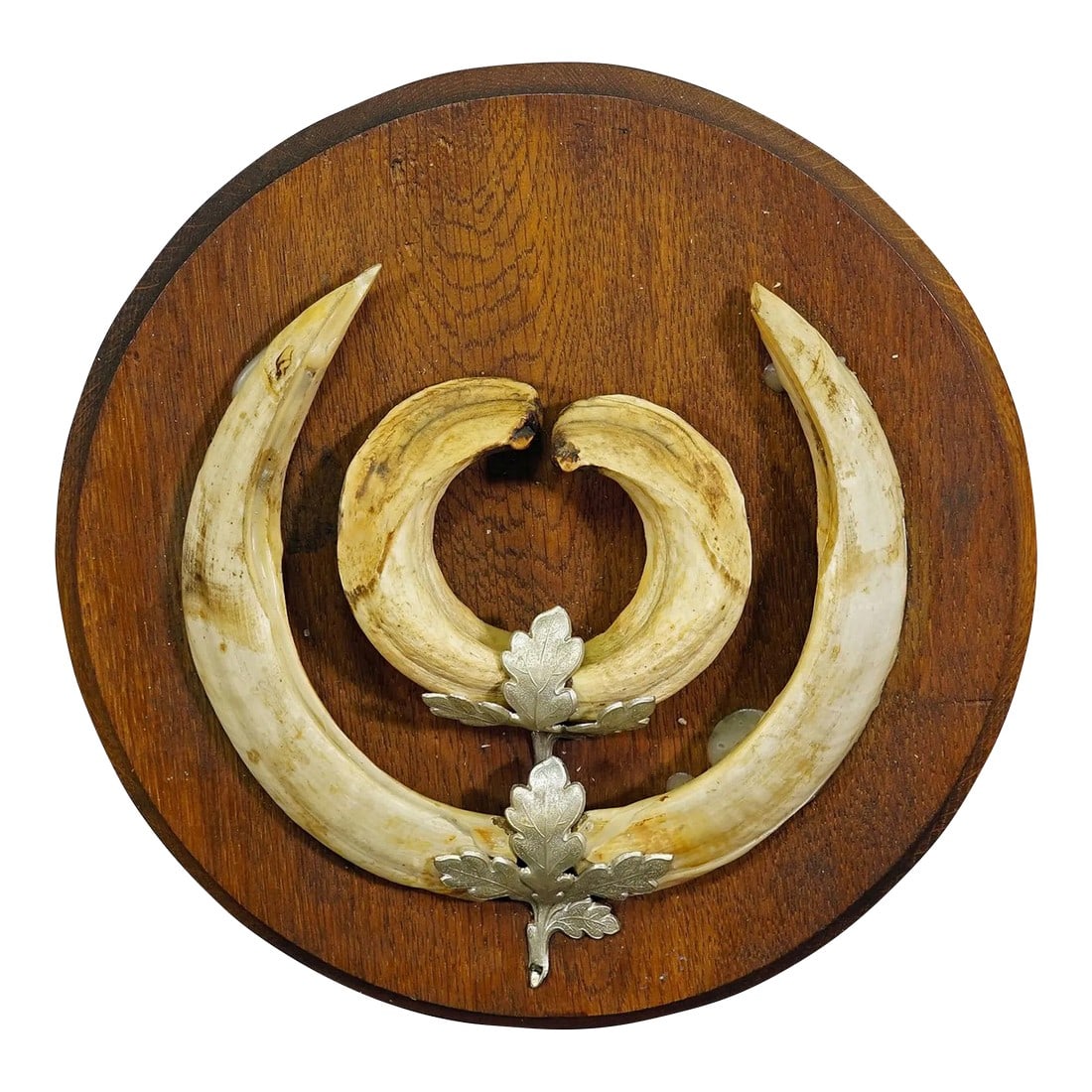 Vintage Wild Boar Teeth Trophy on Wooden Plaque, Germany 1950s: Vintage Wild Boar Teeth Trophy on Wooden Plaque, Germany 1950s A vintage Black Forest wild boar (Sus scrofa) trophy on wooden plaque. The teeth are decorated with two metal mountings which depict oak