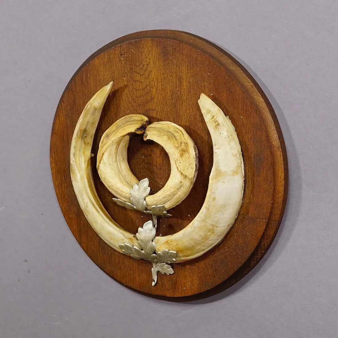 Vintage Wild Boar Teeth Trophy on Wooden Plaque, Germany 1950s - 2