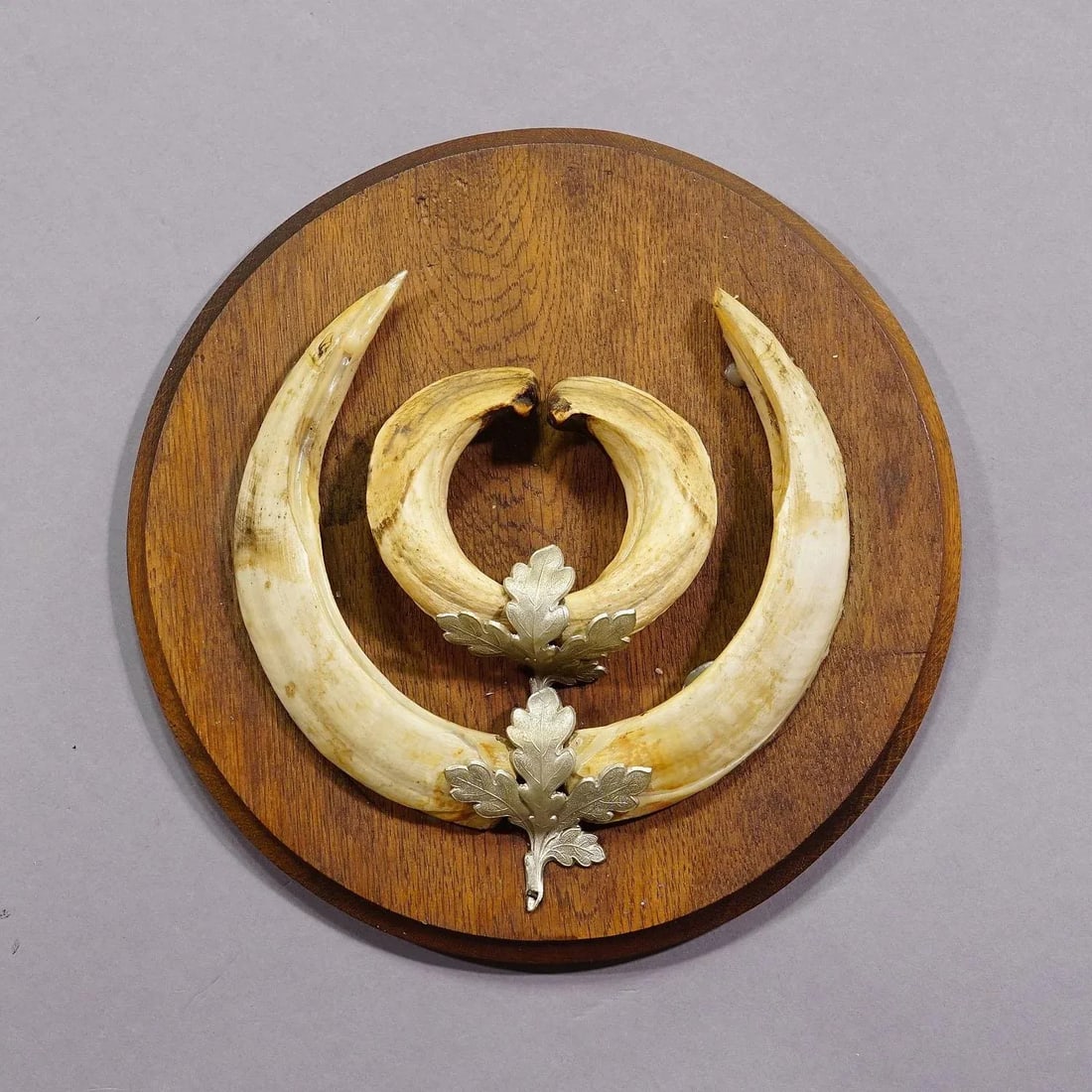 Vintage Wild Boar Teeth Trophy on Wooden Plaque, Germany 1950s - 3