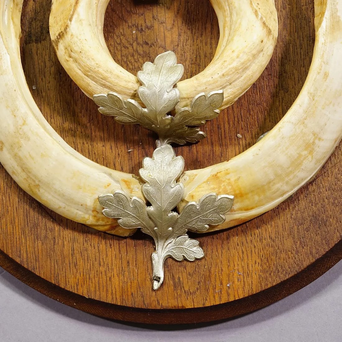 Vintage Wild Boar Teeth Trophy on Wooden Plaque, Germany 1950s - 4