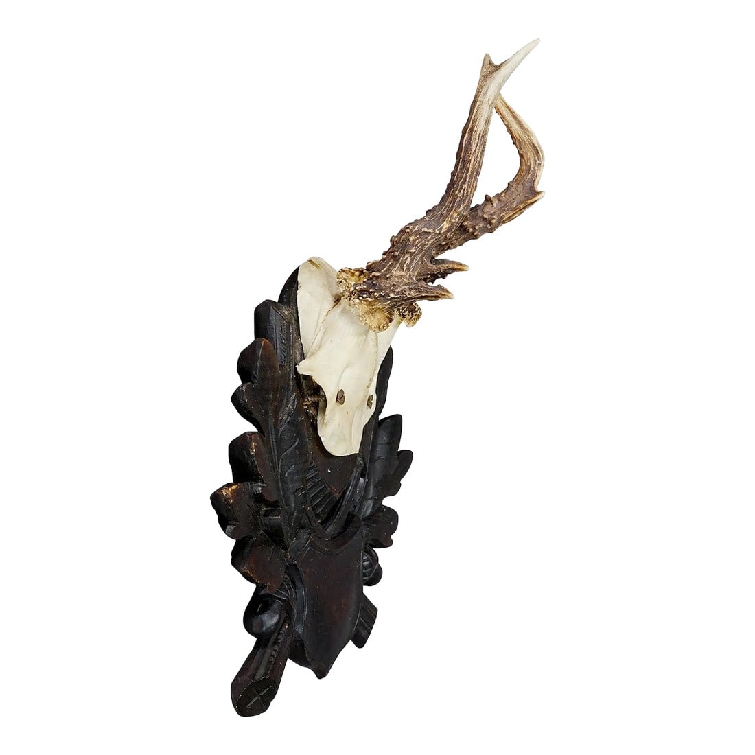 Antique Black Forest Roe Deer Trophy on Carved Plaque: Antique Black Forest Roe Deer Trophy on Carved Plaque A great antique abnormal roe deer (Capreolus capreolus) trophy on a wooden carved plaque. The trophy was shot around 1930. A great fit to your