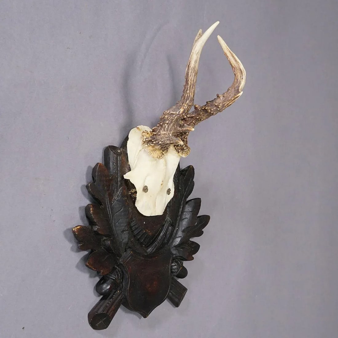 Antique Black Forest Roe Deer Trophy on Carved Plaque - 2