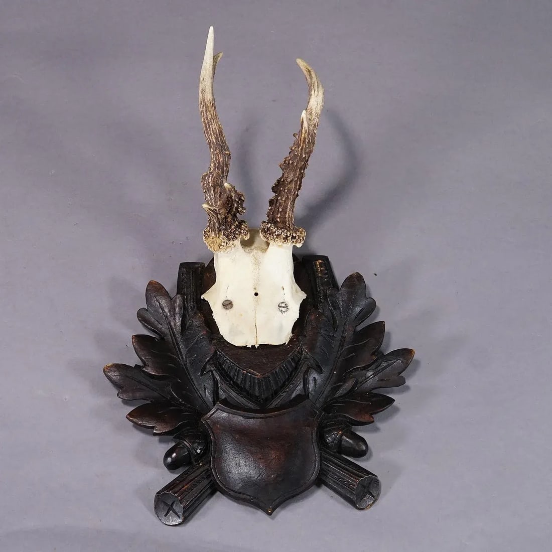 Antique Black Forest Roe Deer Trophy on Carved Plaque - 3
