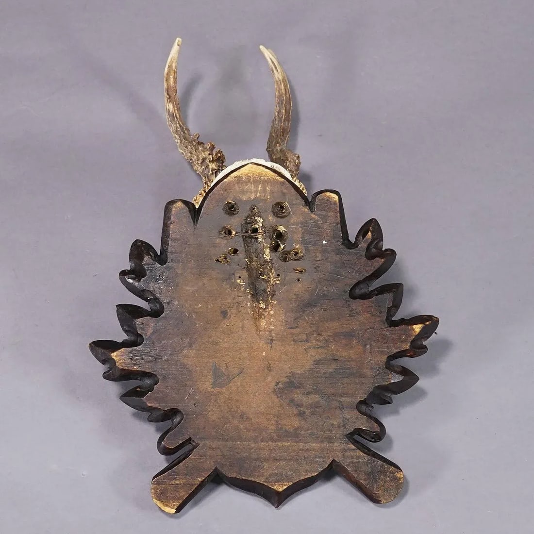 Antique Black Forest Roe Deer Trophy on Carved Plaque - 4