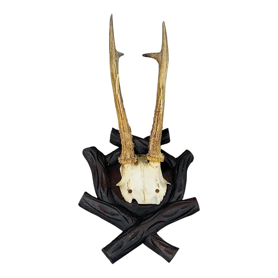 Antique Black Forest Roe Deer Trophy on Carved Plaque, Bavaria 1900s: Antique Black Forest Roe Deer Trophy on Carved Plaque, Bavaria 1900s A large antique roe deer (Capreolus capreolus) trophy on a wooden carved plaque. The trophy was shot in Bavaria around 1900. A