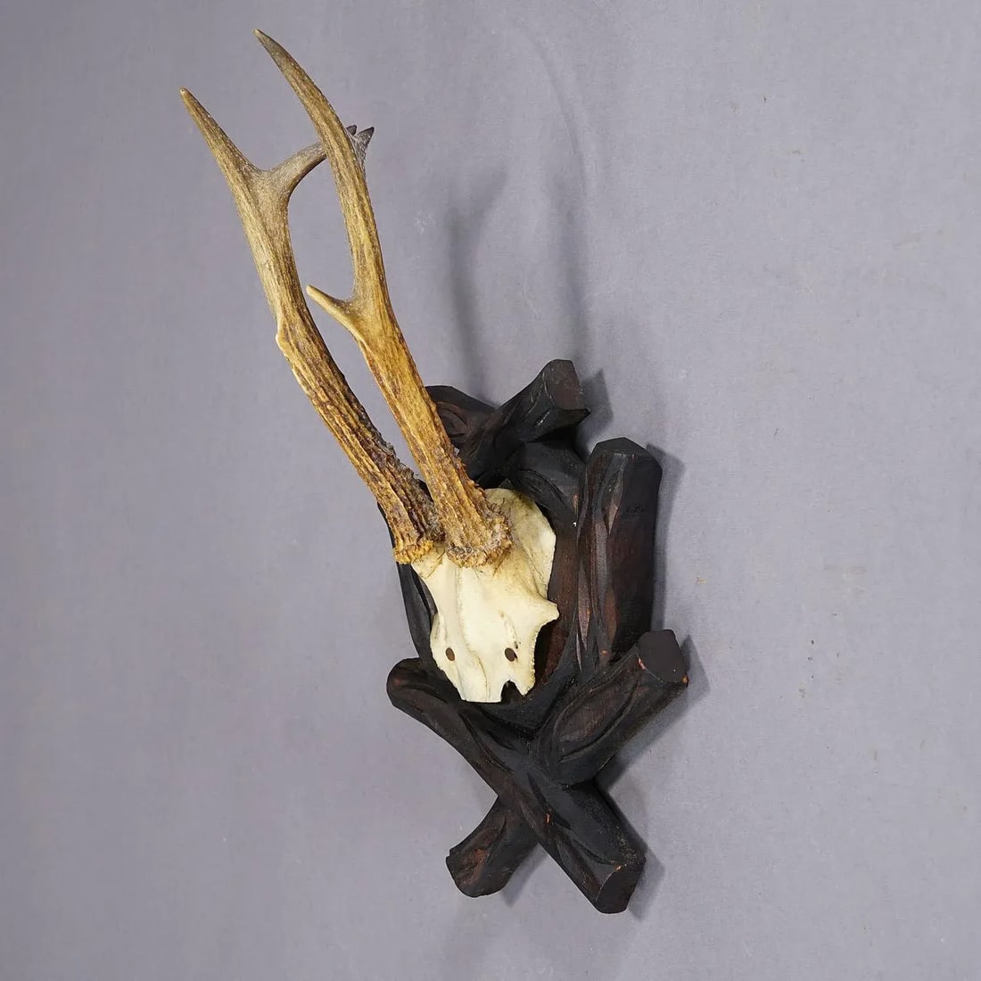 Antique Black Forest Roe Deer Trophy on Carved Plaque, Bavaria 1900s - 2