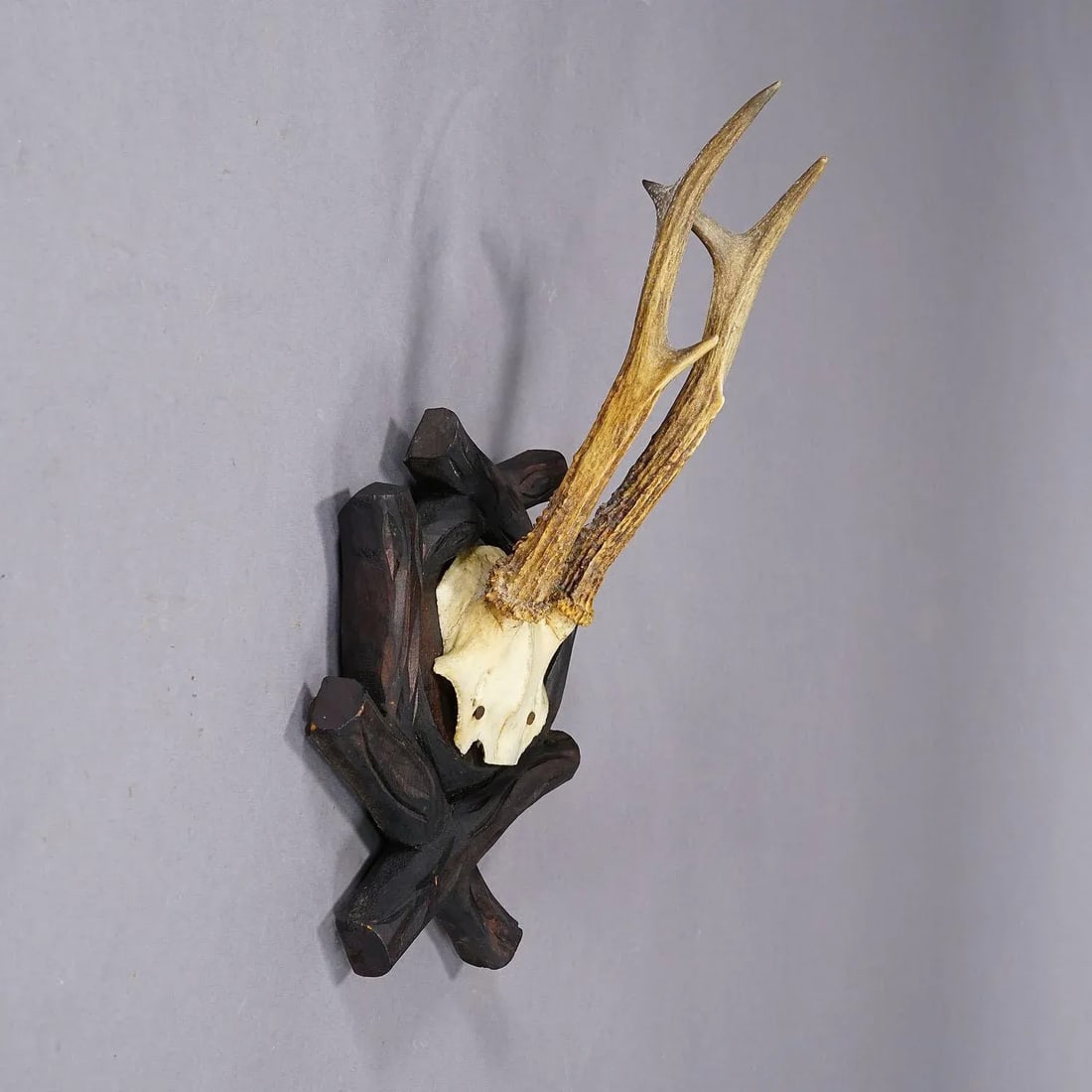 Antique Black Forest Roe Deer Trophy on Carved Plaque, Bavaria 1900s - 3