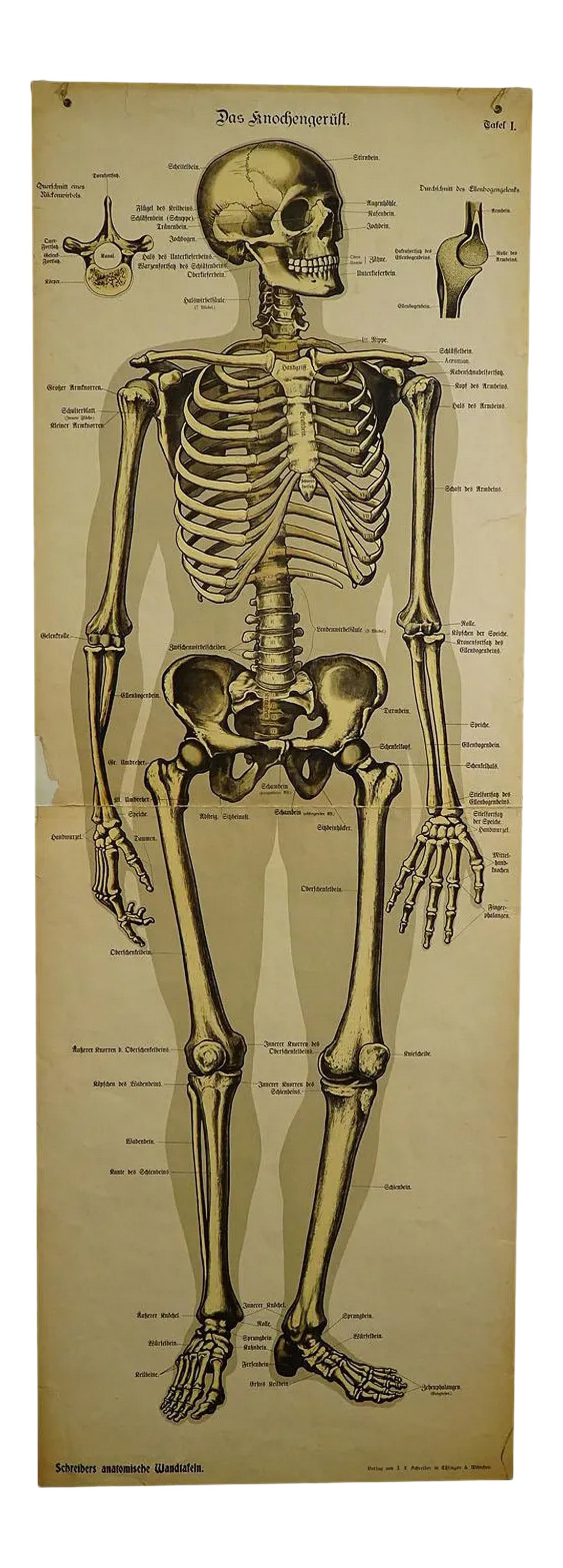 Antique Anatomical Wall Chart Depicting the Human Skeleton (1 of 6)