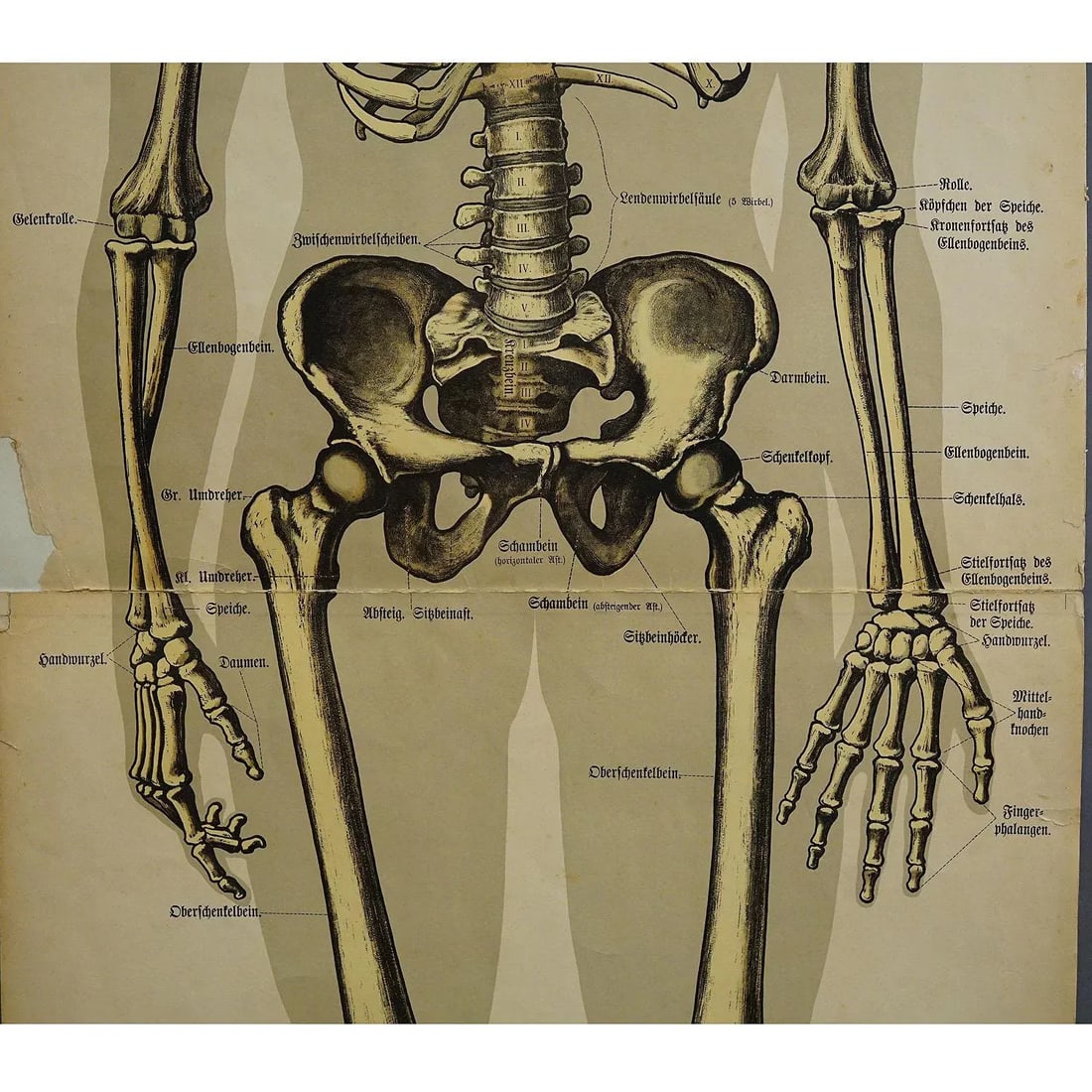 Antique Anatomical Wall Chart Depicting the Human Skeleton - 2