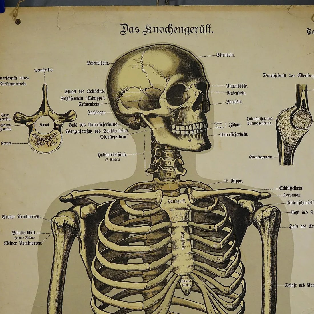 Antique Anatomical Wall Chart Depicting the Human Skeleton - 3