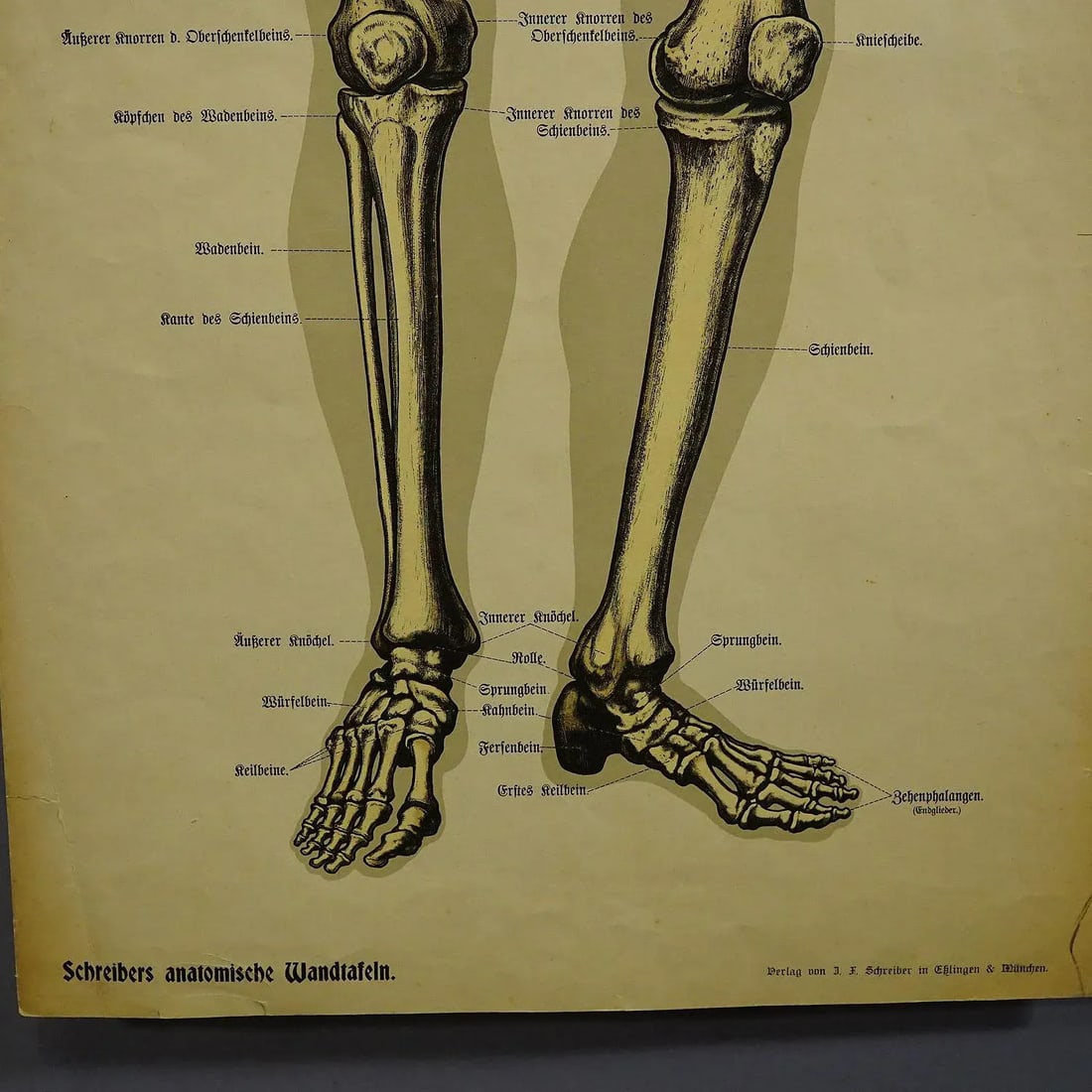 Antique Anatomical Wall Chart Depicting the Human Skeleton - 4