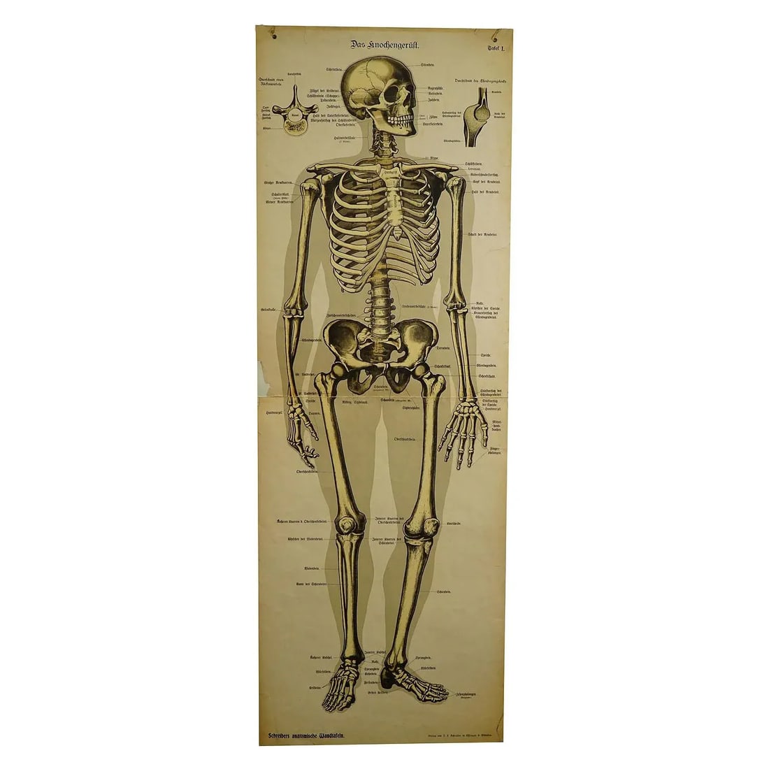 Antique Anatomical Wall Chart Depicting the Human Skeleton - 6