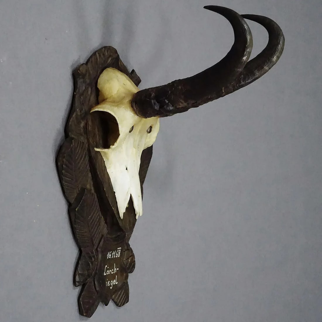 Vintage Black Forest Chamois Trophy on Carved Plaque 1968 - 5