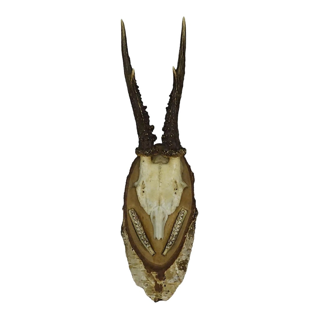 Black Forest Red Deer Trophy on Birch Slice - 1935 (1 of 7)