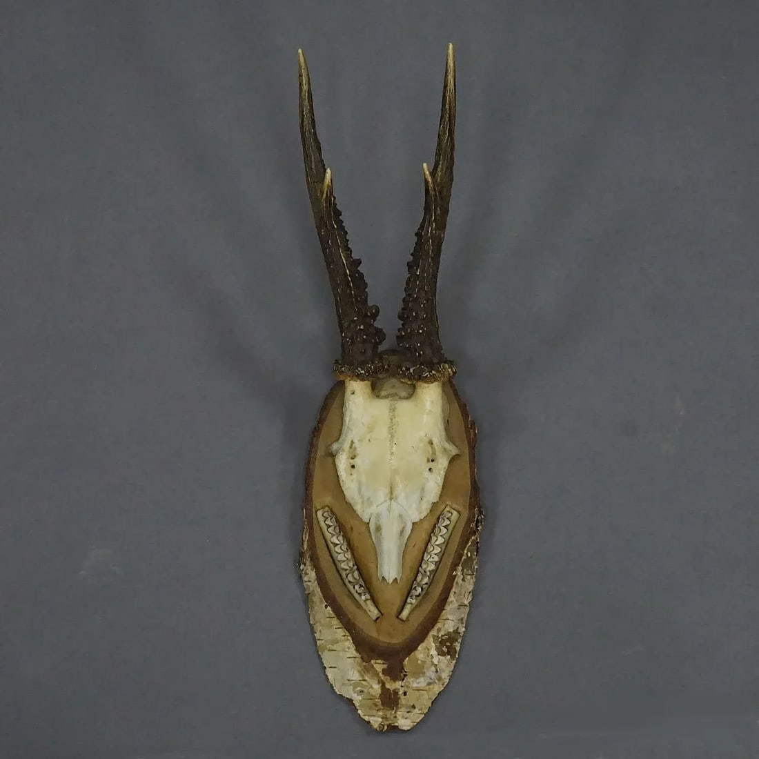 Black Forest Red Deer Trophy on Birch Slice - 1935 - 2