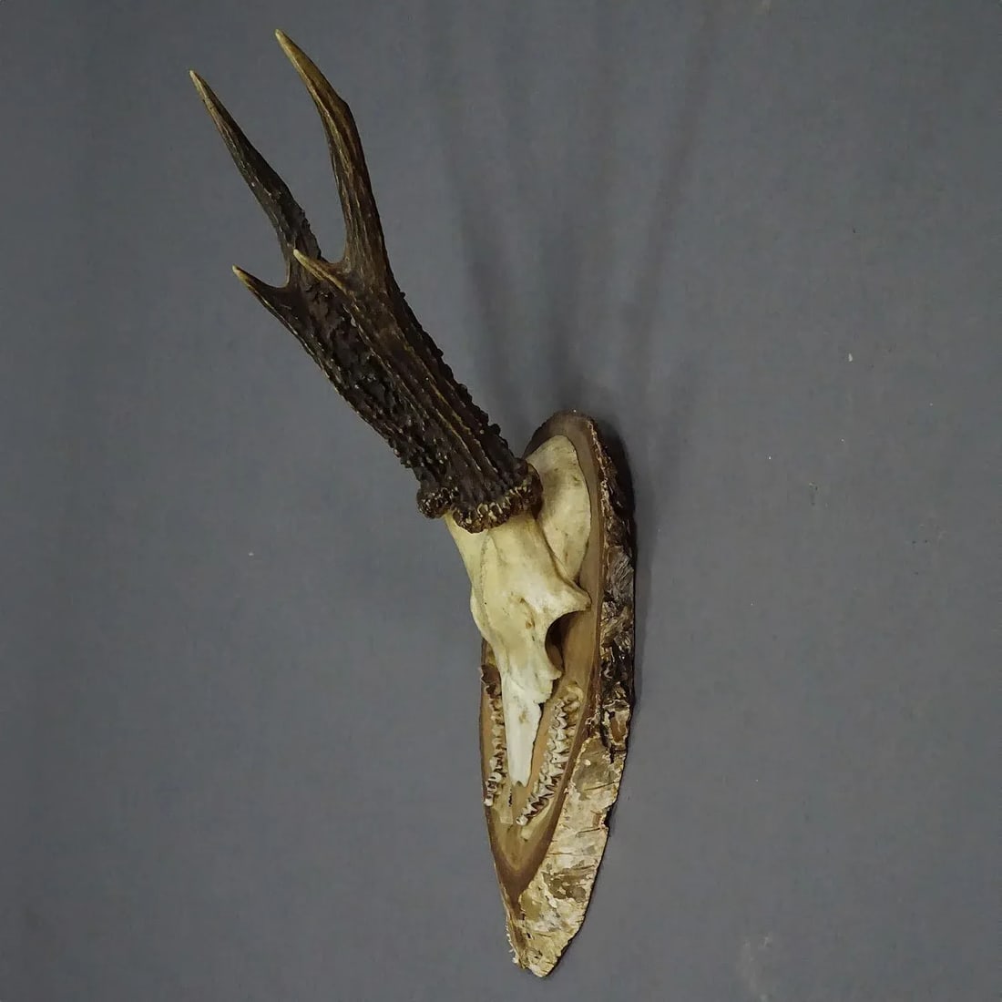 Black Forest Red Deer Trophy on Birch Slice - 1935 - 3