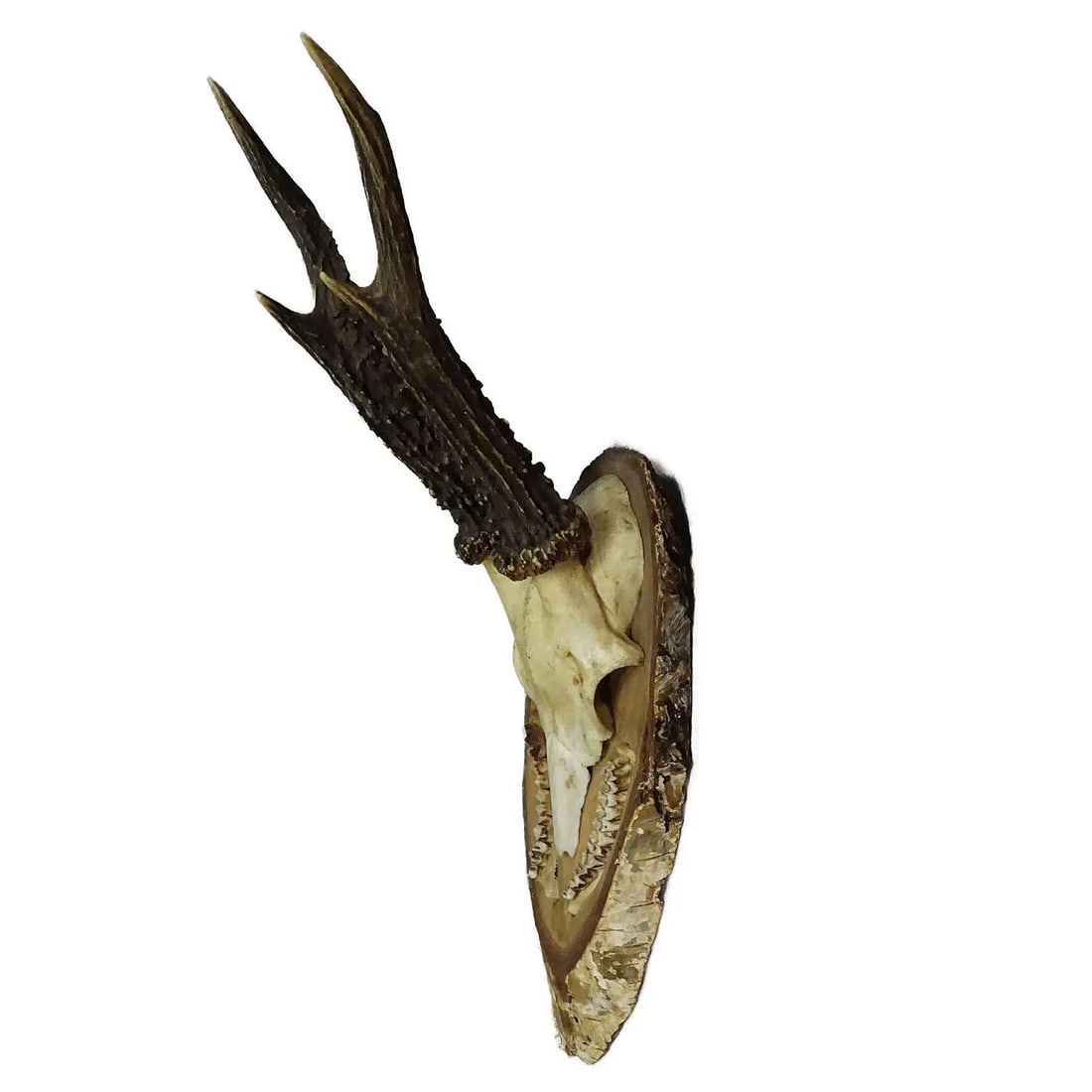 Black Forest Red Deer Trophy on Birch Slice - 1935 - 4