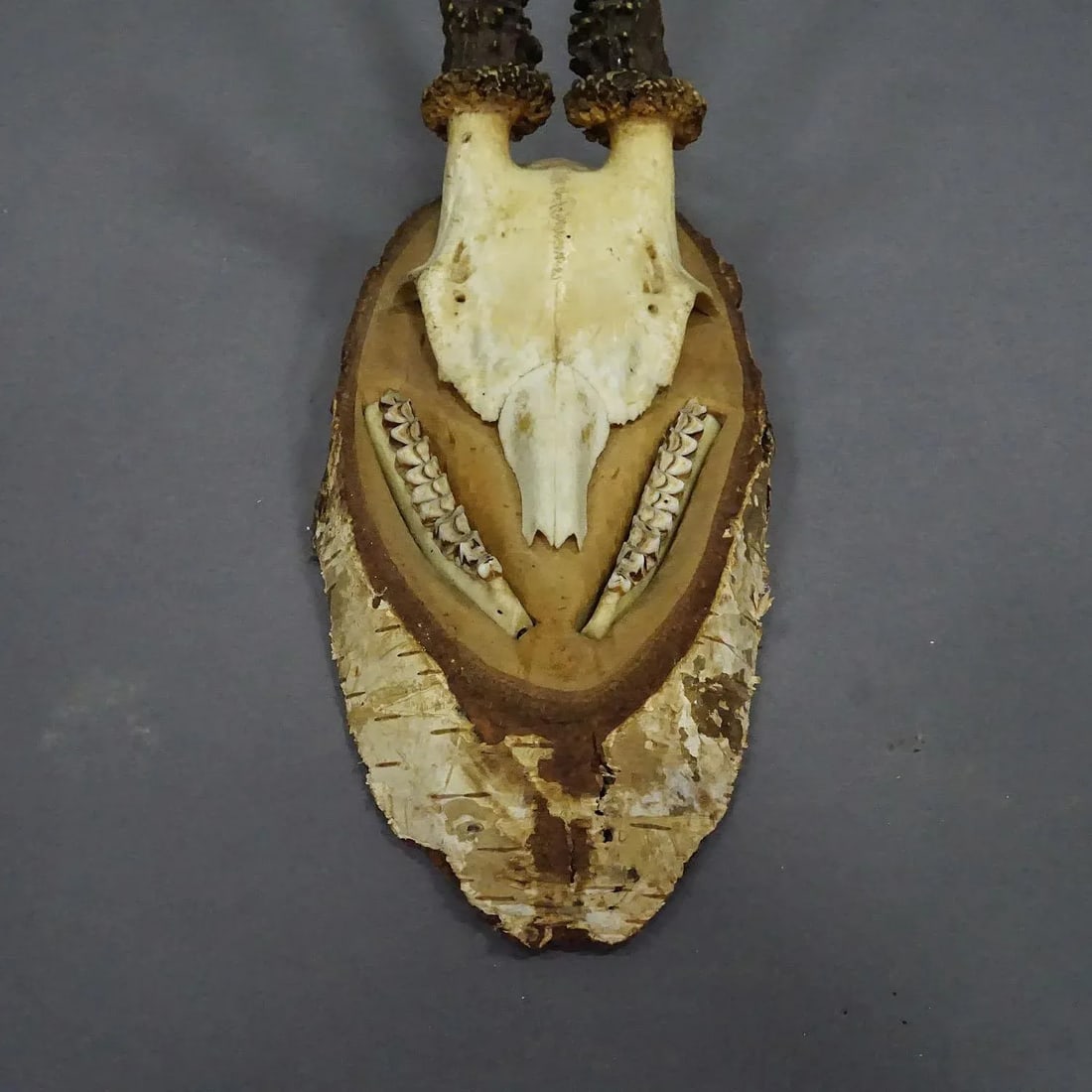 Black Forest Red Deer Trophy on Birch Slice - 1935 - 5
