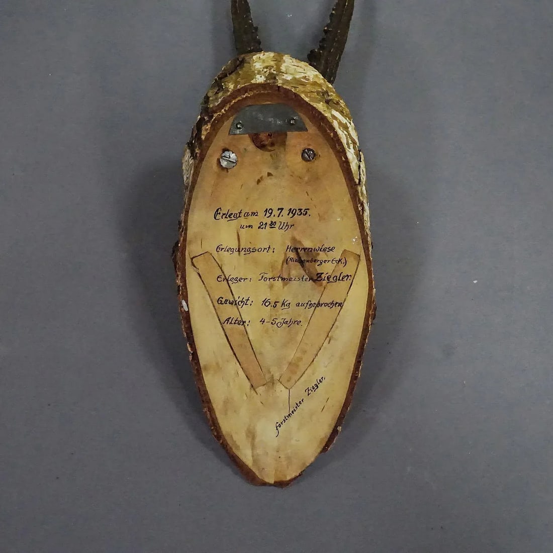 Black Forest Red Deer Trophy on Birch Slice - 1935 - 6
