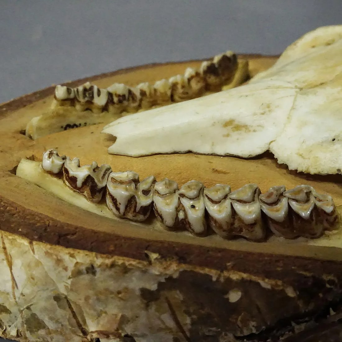 Black Forest Red Deer Trophy on Birch Slice - 1935 - 7