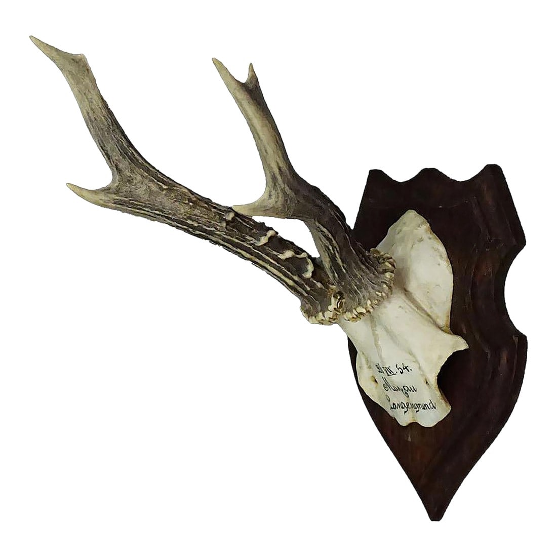 Black Forest Red Deer Trophy on Wooden Plaque 1954 (1 of 6)
