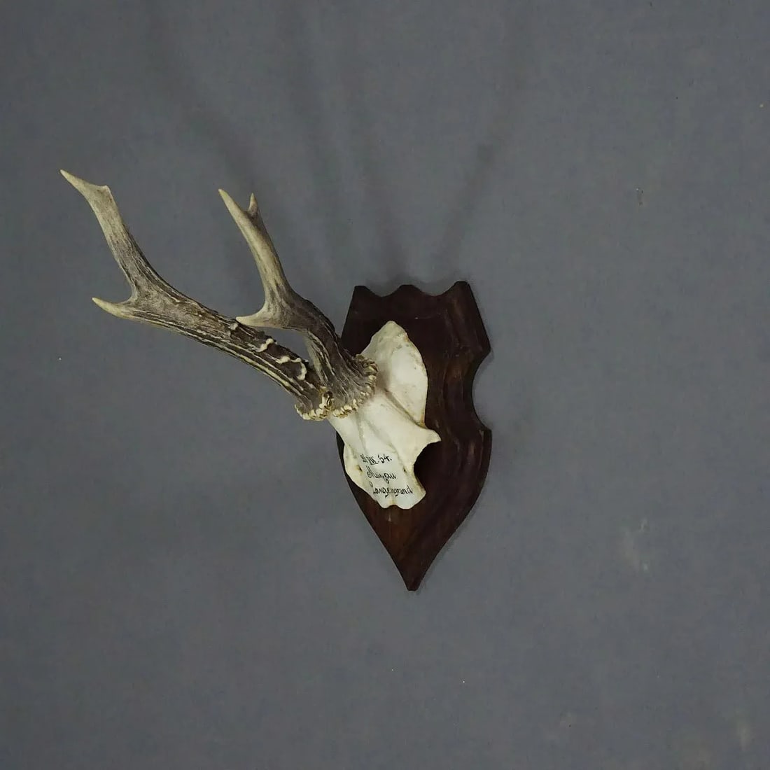 Black Forest Red Deer Trophy on Wooden Plaque 1954 - 2