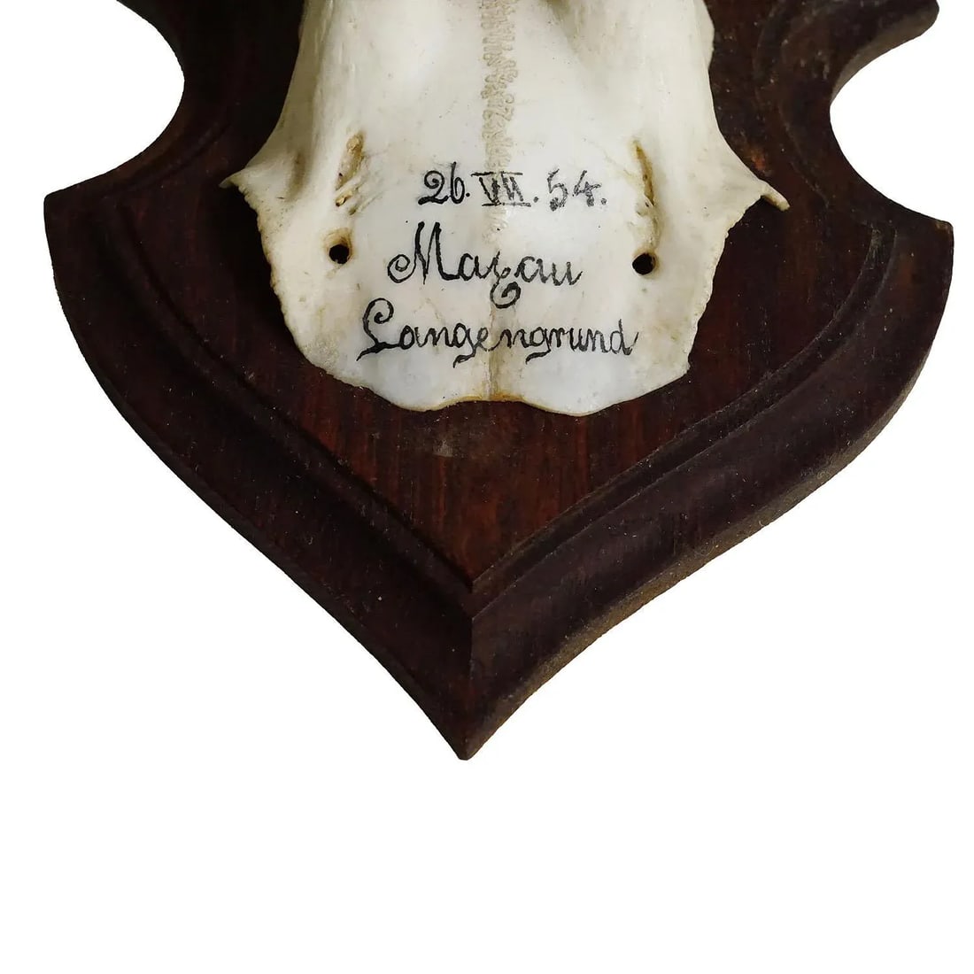 Black Forest Red Deer Trophy on Wooden Plaque 1954 - 3