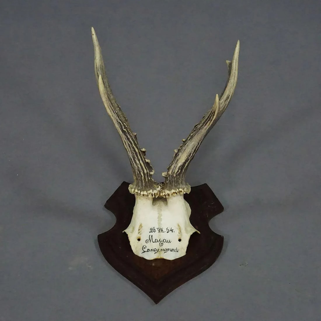Black Forest Red Deer Trophy on Wooden Plaque 1954 - 4