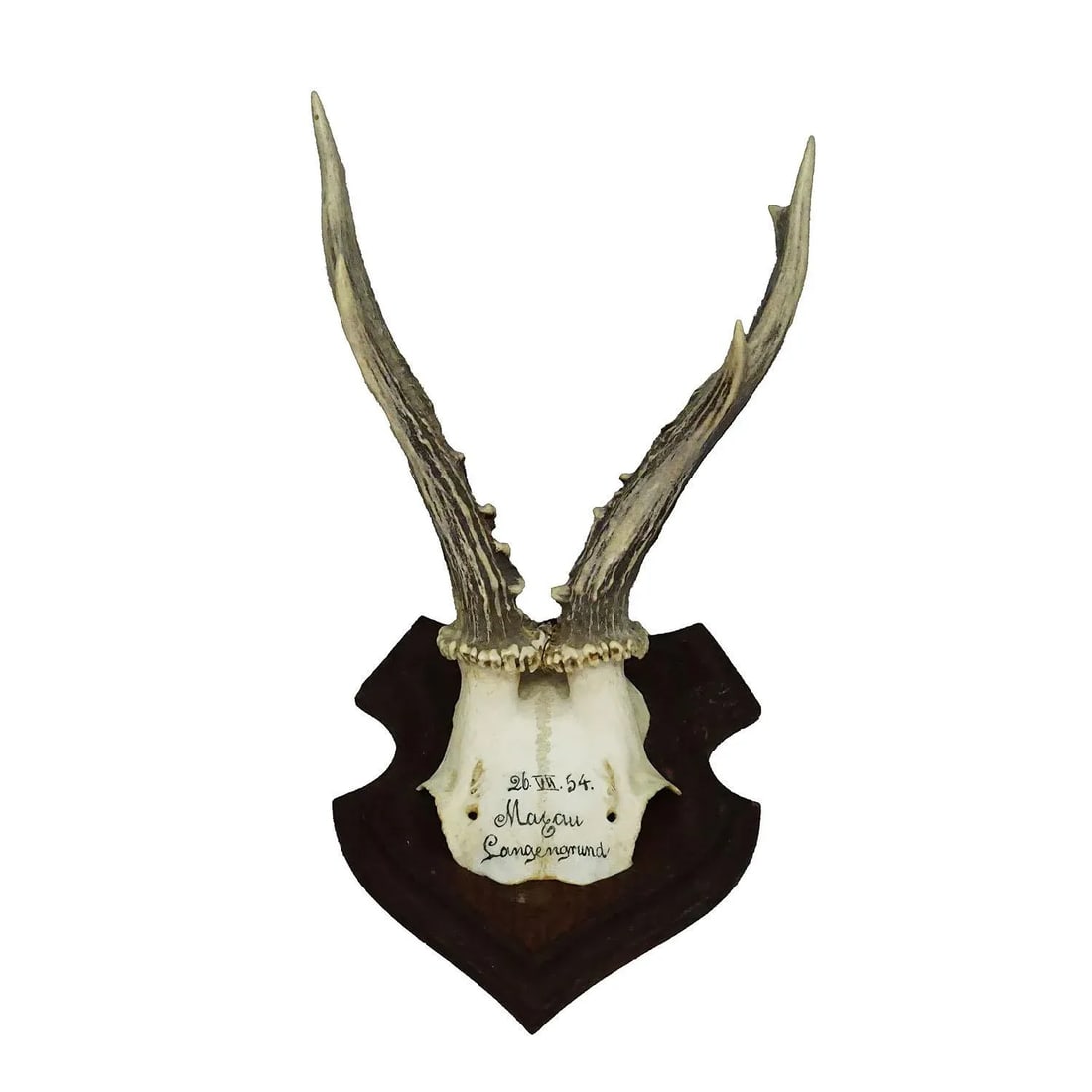 Black Forest Red Deer Trophy on Wooden Plaque 1954 - 5