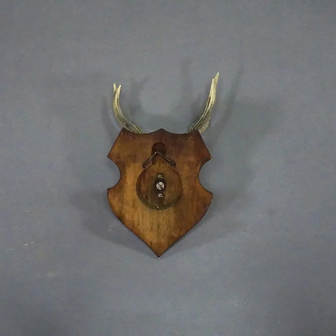 Black Forest Red Deer Trophy on Wooden Plaque 1954 - 6
