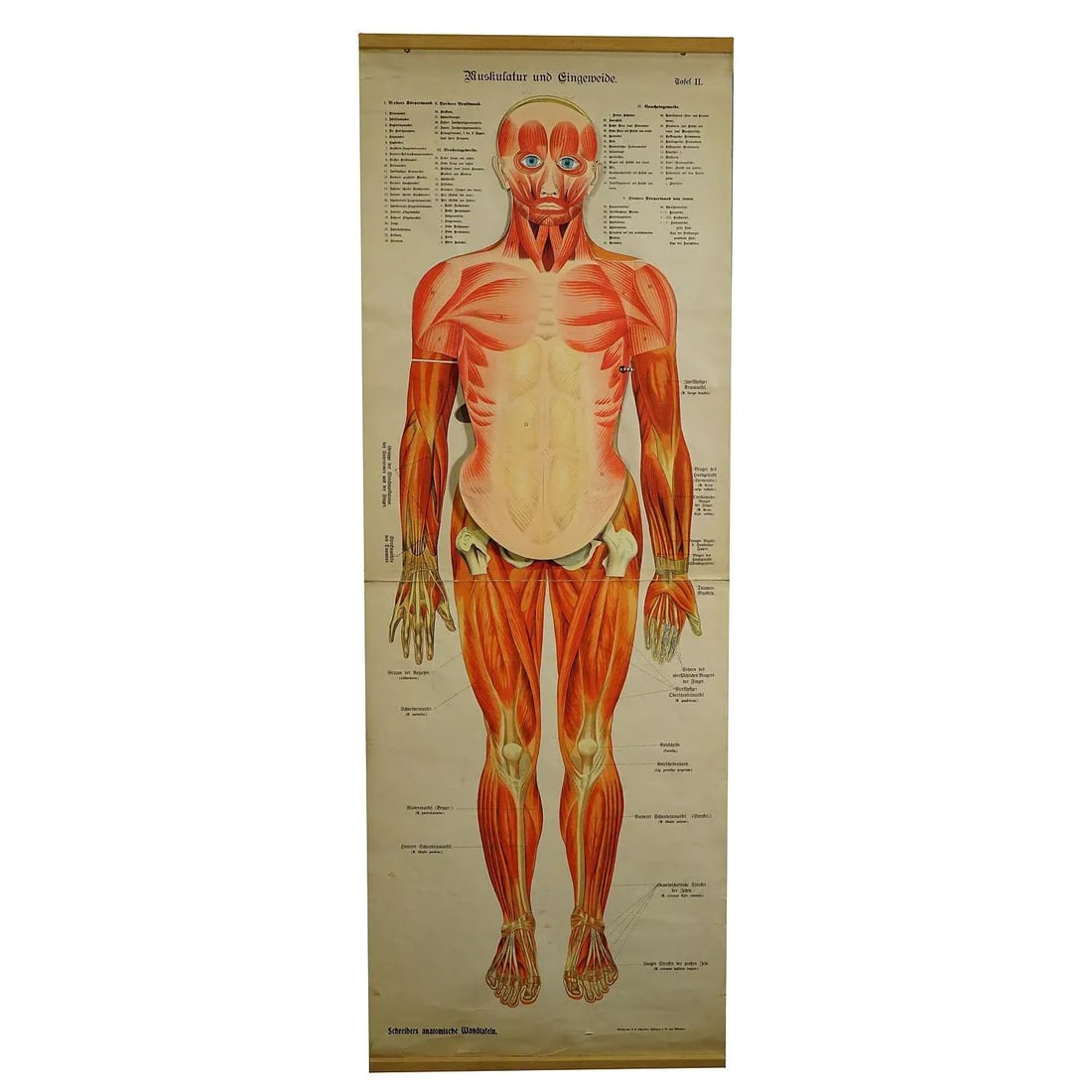 Antique Foldable Anatomical Wall Chart Depicting Human Musculature - 10