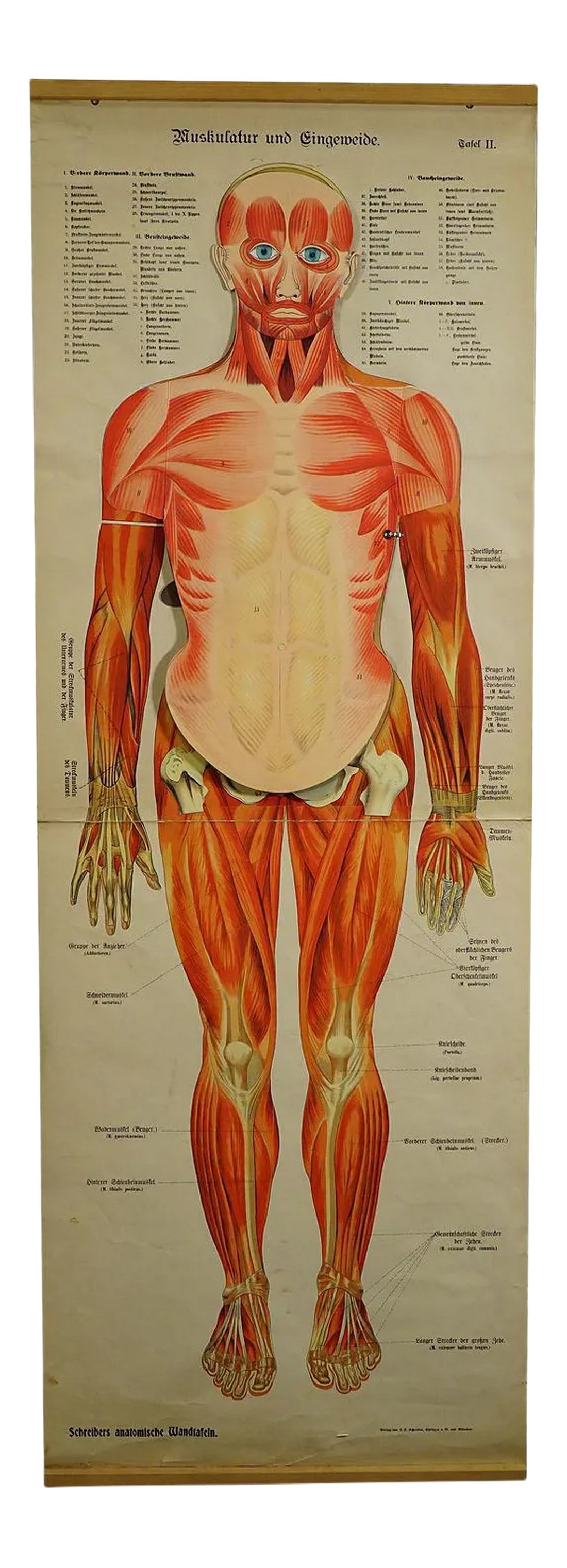 Antique Foldable Anatomical Wall Chart Depicting Human Musculature: Foldable Anatomical Wall Chart depicting Human Musculature A rare 19century anatomical wall chart depicting human musculature and internal organs. There are removable multicoloured human organs like